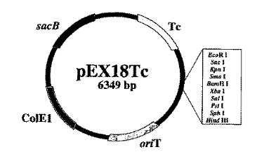 PEX18TC plasmid - 2 µg