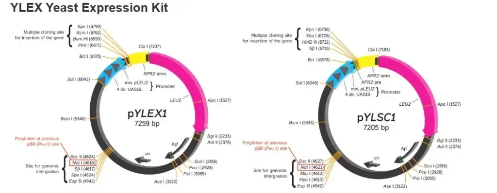 [0377-FYY201-1KT] YLEX Expression Kit - 1 Kit