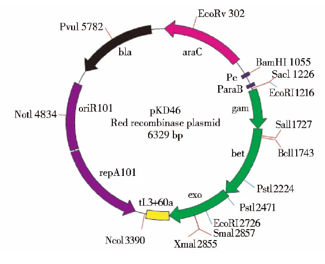 pKD46 plasmid - 2 µg