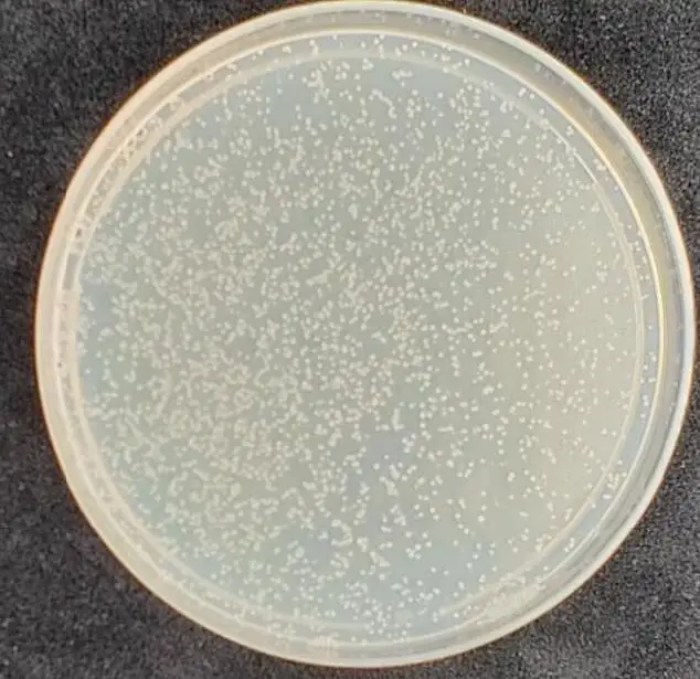 AH109 Yeast Strains - 100 µL