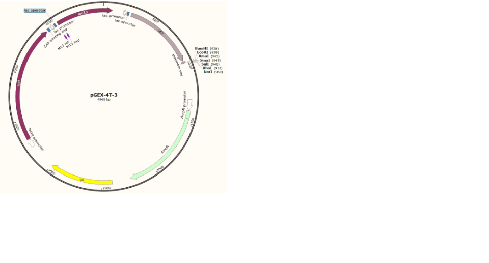 pGEX-4T-3 Plasmid - 2 µg