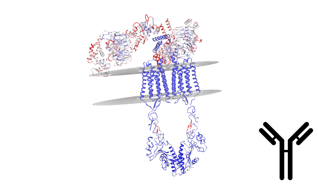 Human GNB5 Antibody - 100 uL