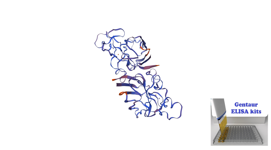 Rat Superoxide Dismutase 1 (SOD1) ELISA Kit - 96 wells plate