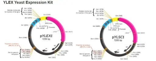 [0377-FYY201-1KT] (YY020) YLEX Yeast Expression Kit