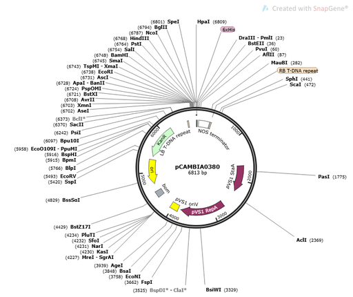 [0820-PVT3009] pCAMBIA0380 Plasmid - 2 µg